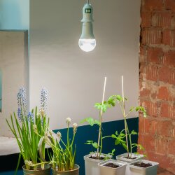 LED-A60-15W-SPFB-E27-CL PLP30WH Лампа светодиодная для растений, Форма A, прозрачная, Спектр для фотосинтеза