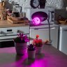 LED-A60-8W-SPSB-E27-CL PLP30GR Лампа светодиодная для растений, Форма A, прозрачная, Спектр для рассады и цветения, Картон, ТМ ФитоЛето - фото 4