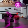 LED-A60-8W-SPSB-E27-CL PLP30GR Лампа светодиодная для растений, Форма A, прозрачная, Спектр для рассады и цветения, Картон, ТМ ФитоЛето - фото 5